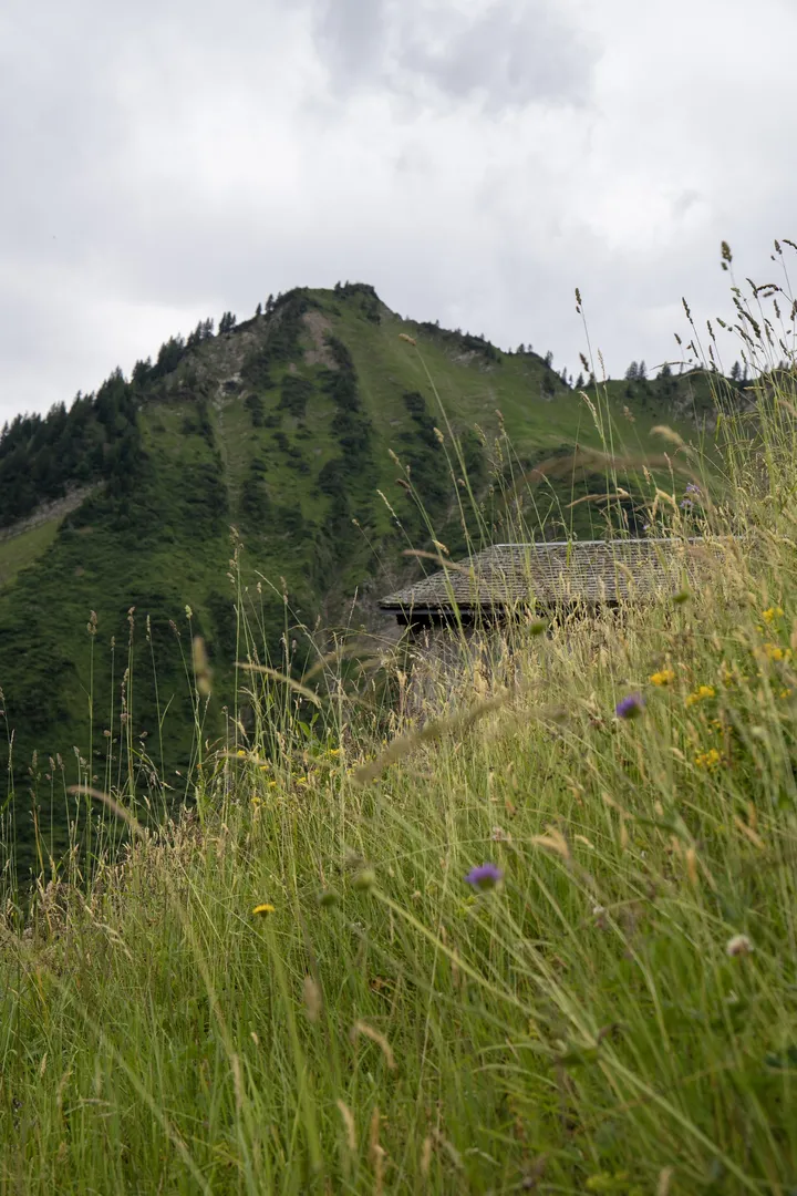 Alpwiese mit Blick auf den Berg