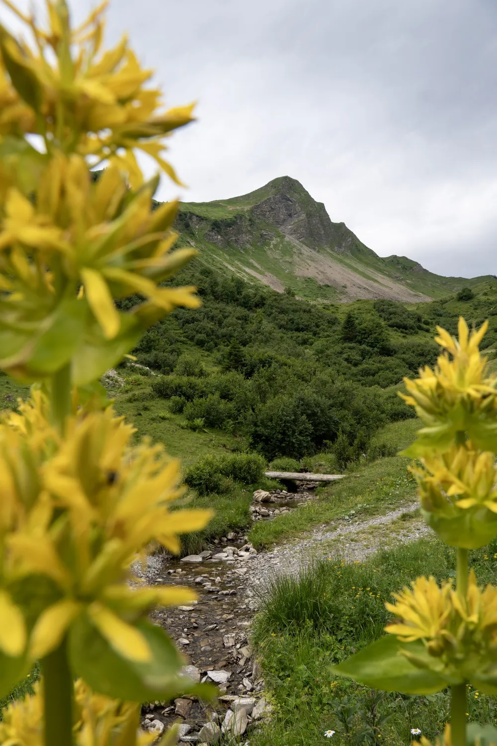 Wanderweg am Bach mit gelbem Enzian