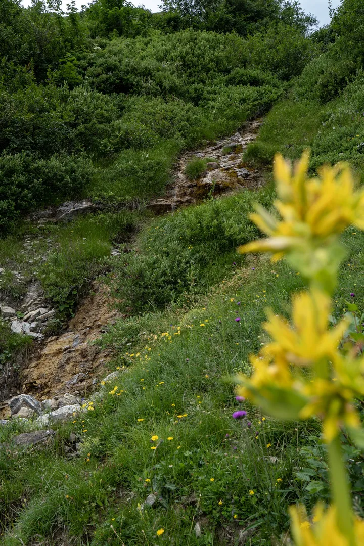 Gelber Enzian an einem Wasserfall
