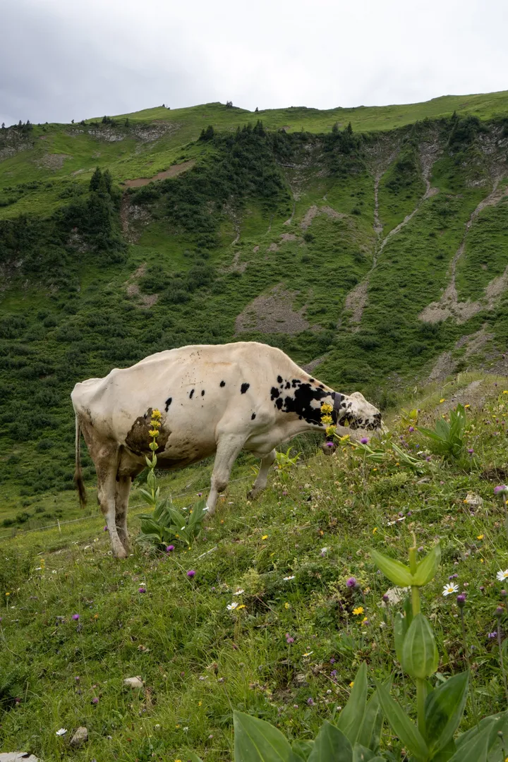 Kuh auf der Almwiese