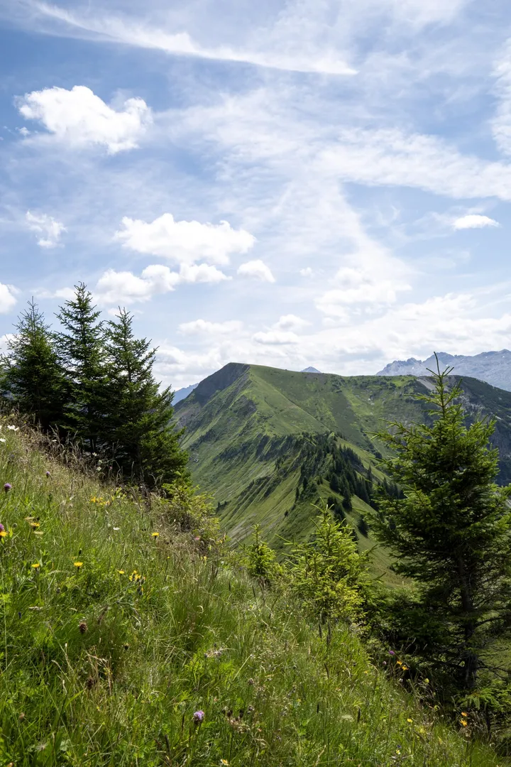 Tannen und Gipfel unter Schäfchenwolken