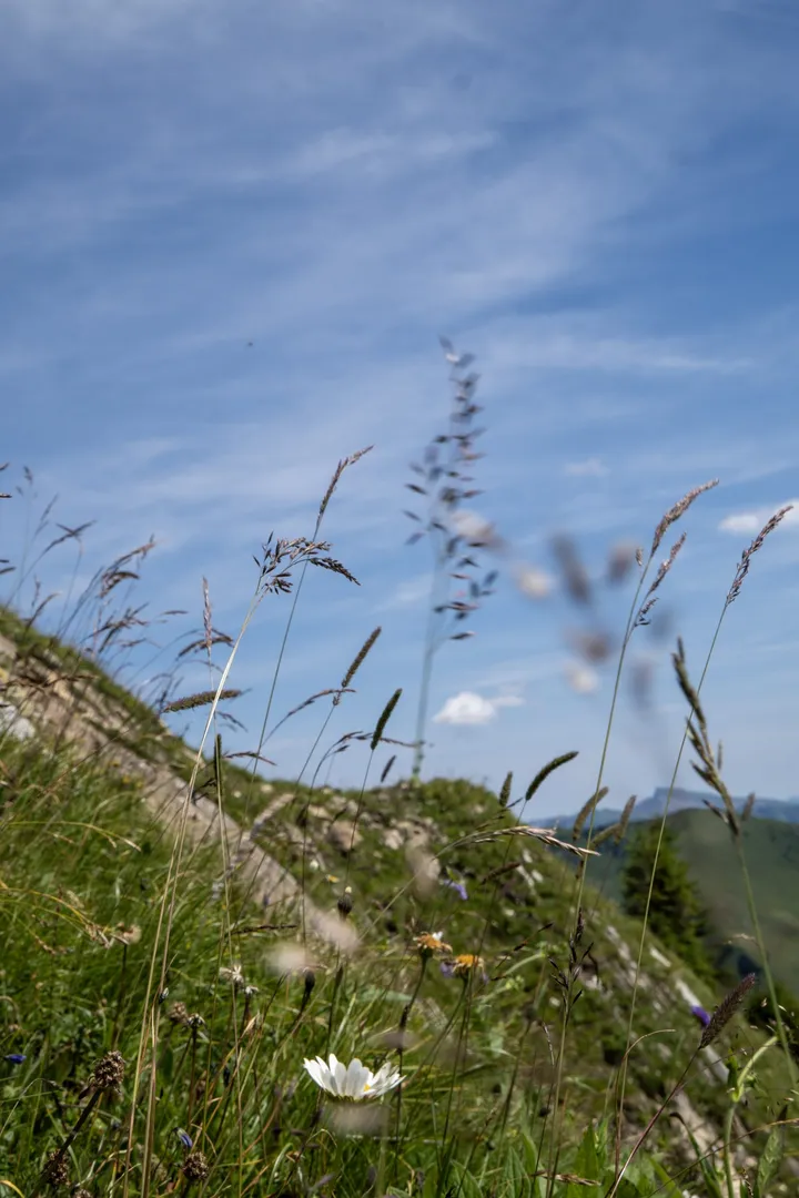 Gräser im Wind vor blauem Himmel
