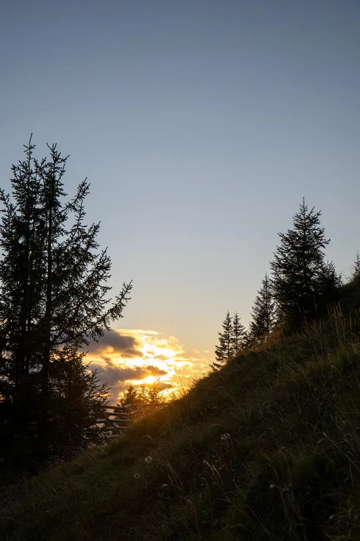 Abendsonne hinter Tannen am Berghang